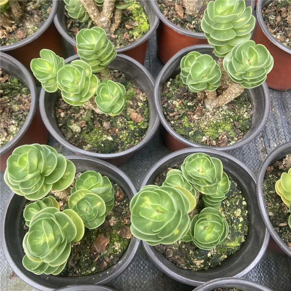 2021 New About15cm Yellow Green Living Plants Succulent Planter Pot for Ornamental Bonsai Plants