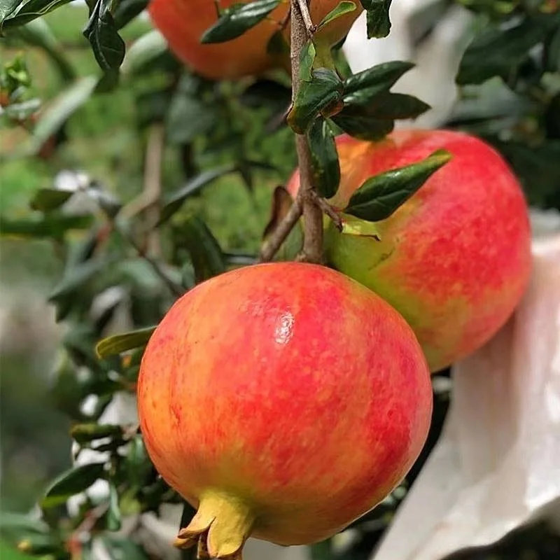 2022 The soft-seeded pomegranate orchard in Yunnan where the beauty and deliciousness coexist is now picked and found