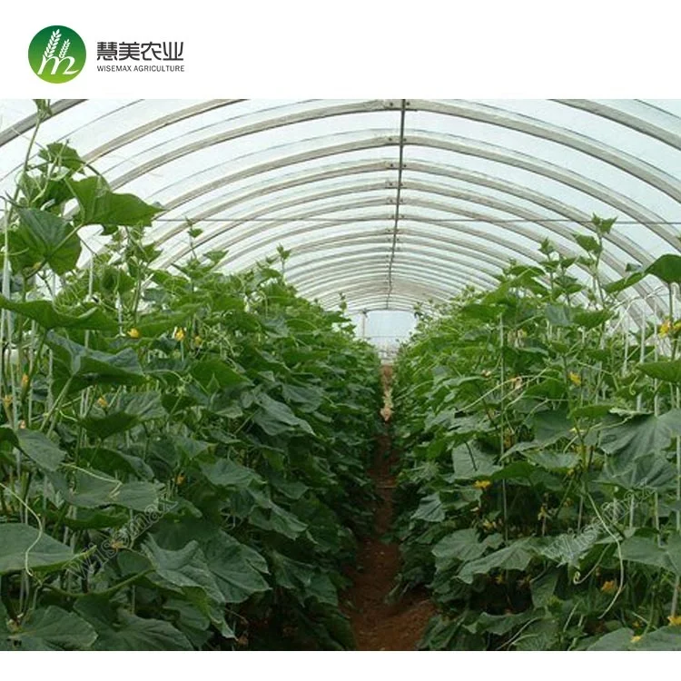 Tomato cucumbers used commercial plastic prefabricated greenhouse