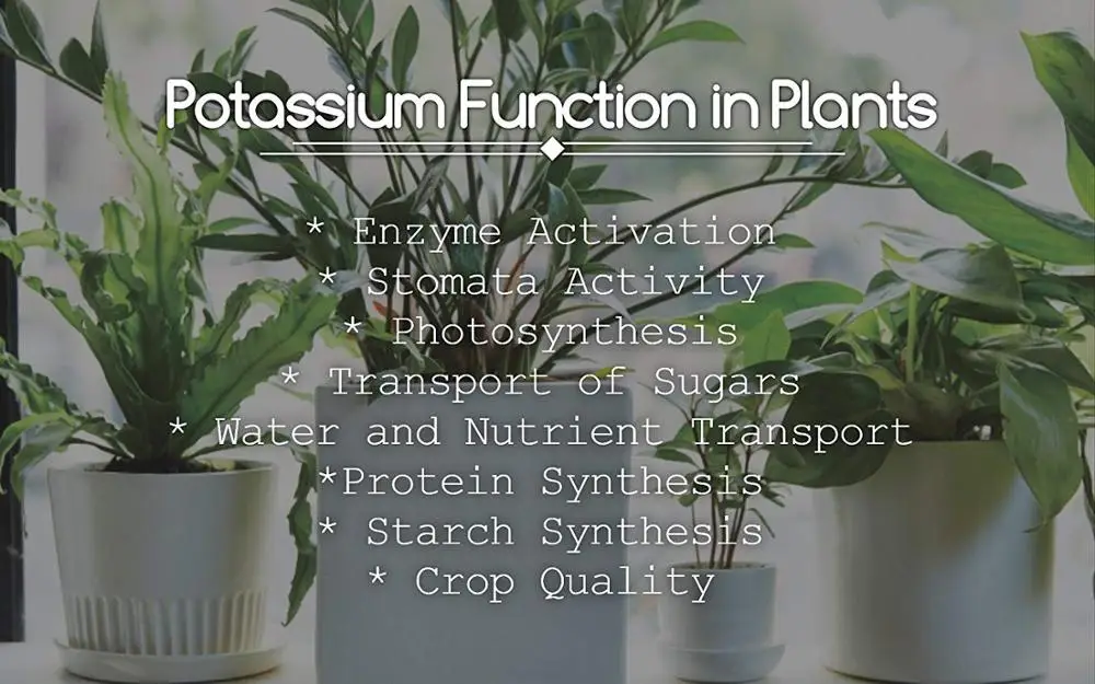 
Water Soluble SOP Fertilizer 0-0-50 Potassium Sulphate Powder Prices 