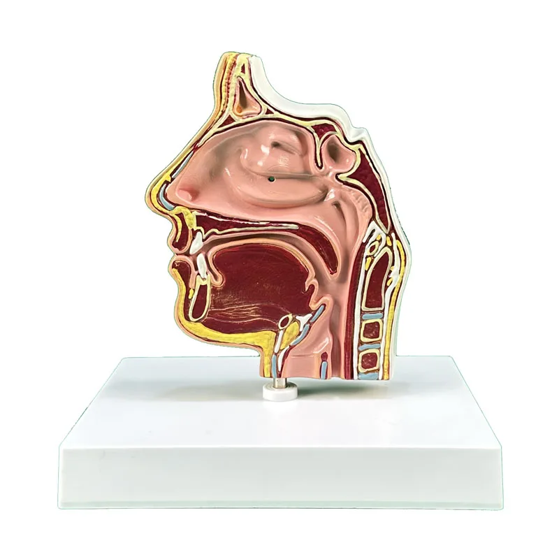 Human anatomical model, nasal cavity anatomical model