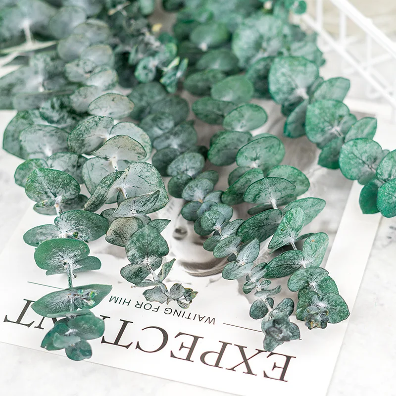 Hot Selling Eucalyptus Dry Leaves Collocation Dried Flowers Bouquet Home Shop Decoration
