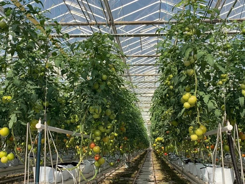 factory sell export directly Agriculture PP  Packing Baler Tomato Twine with natural white color