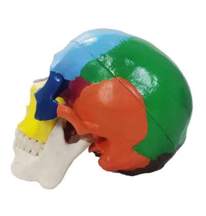 Best selling medical science Skull Model Brain Model Manufacturer colorful Skull Model with best price