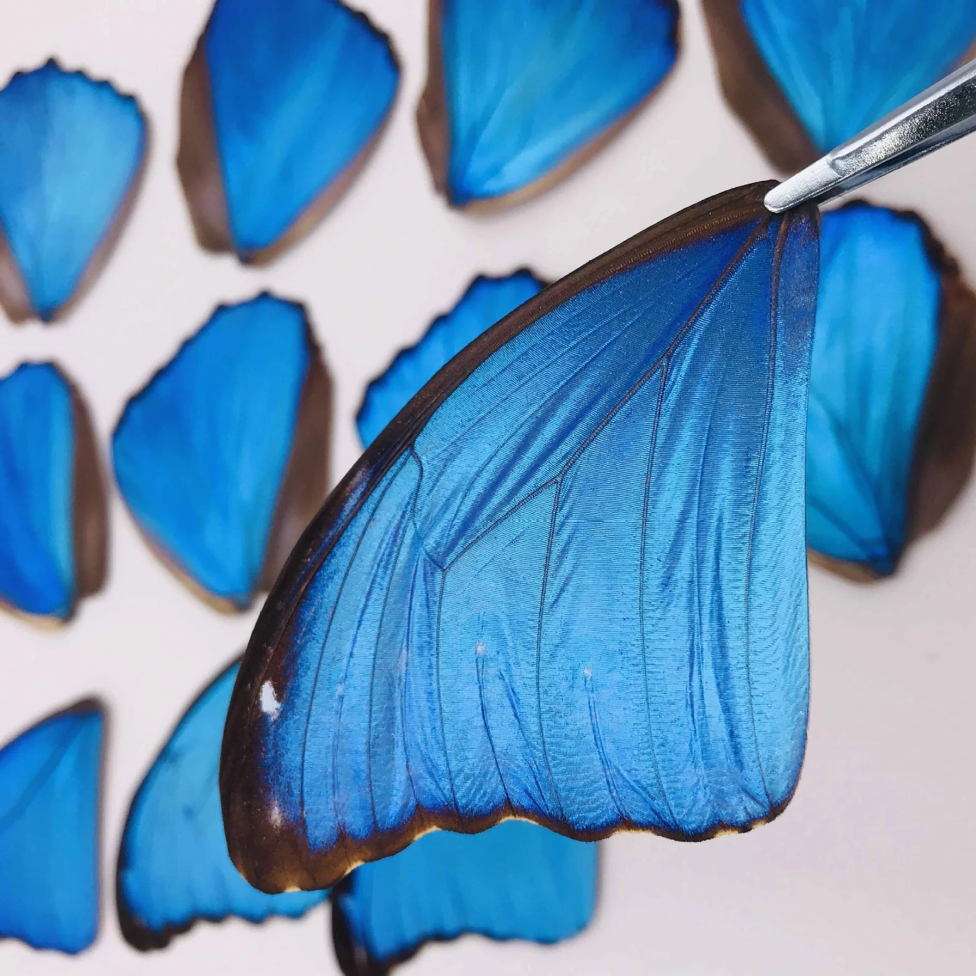 taxidermy DIY real unspread butterfly specimen Butterfly wing specimen DIY material butterfly wing