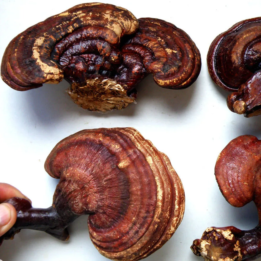 Chinese Precious Herbs Loose Private Labal Lucid Ganoderma Dried Reishi Mushroom Wild Grow Natural Harvest for Health Tincture