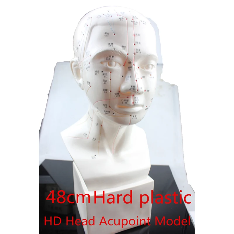 HD Head acupuncture model 48cm high definition face Facial Acupoint Acupuncture point model Head acupuncture teaching Hard model
