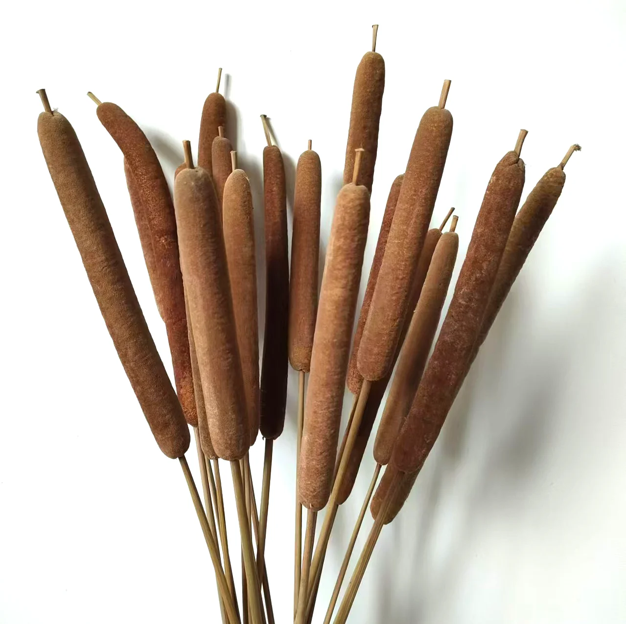Dried Natural Cattails flower stems,very big jumbo size cattail, China wholesale