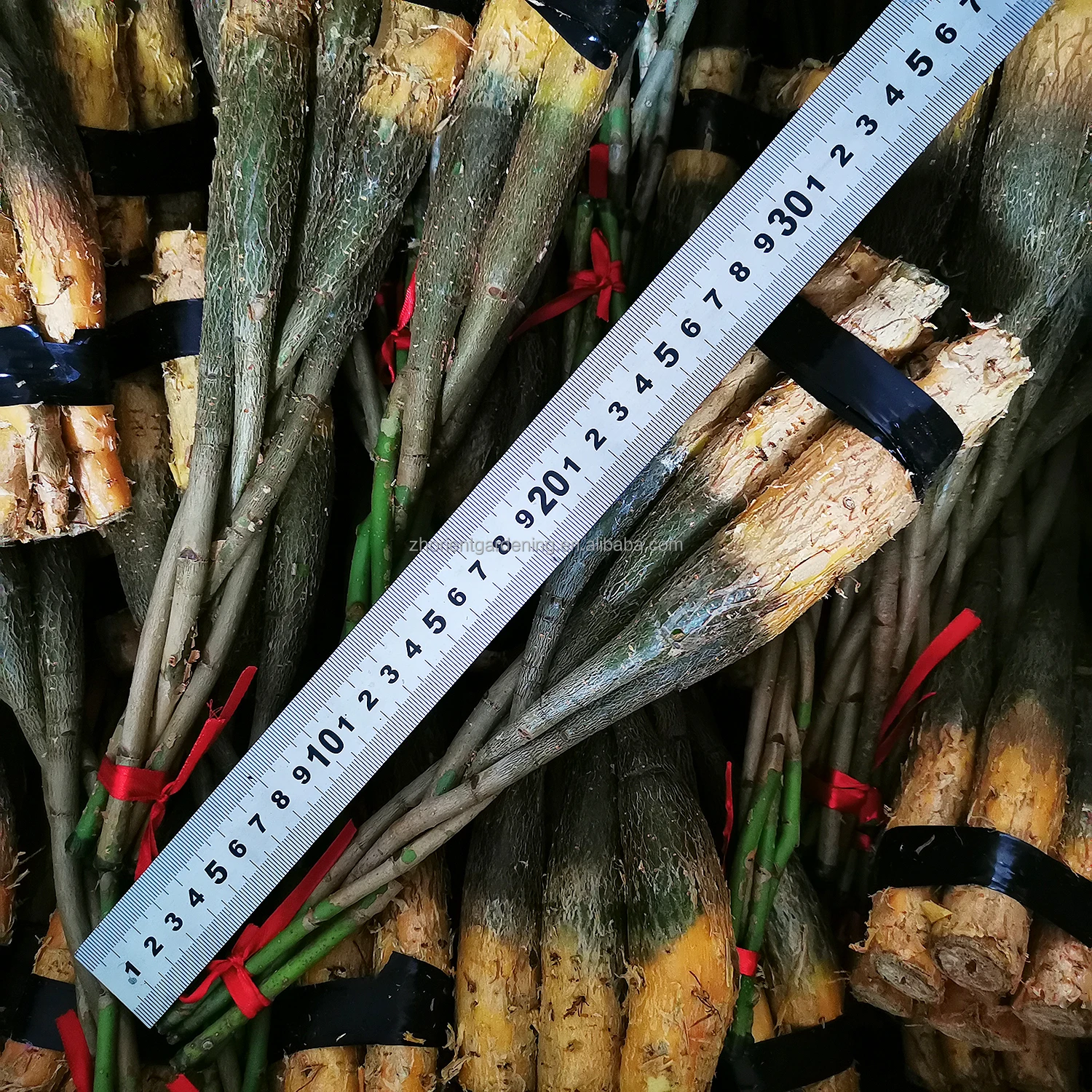 Популярное живое растение pachira macrocarpa money tree, бонсай для украшения дома