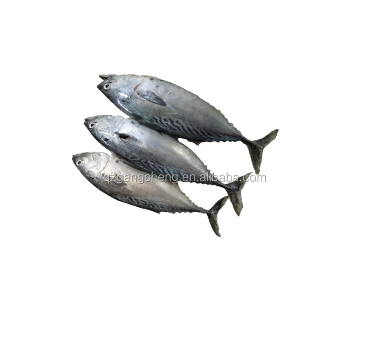 
Export Frozen Bonito Tuna/rochei rochei origin INdian ocean wholesale300-500 