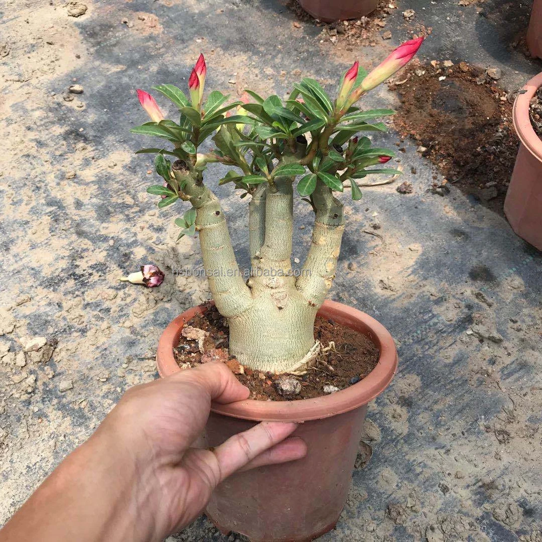 
Professional manufacture cheap foliage plants natural plants ornamental adenium abesum red flower 
