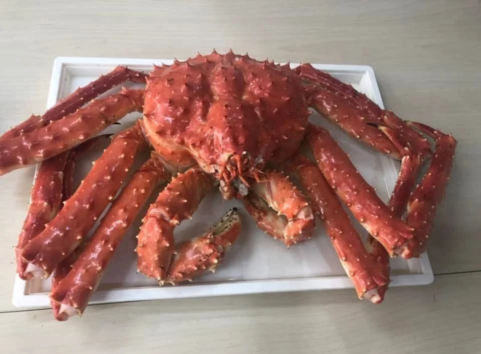 King Crab Red King Crab Live and Frozen Red King Crab for Sale IQF Frozen from ZA 12 Kg 10kg/ctn Packaging with 18 Shelf Life