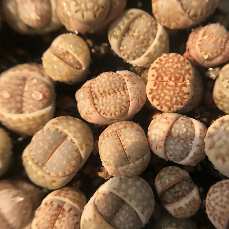 
biscuits lithops on pot cactus succulent plants living stones farm 