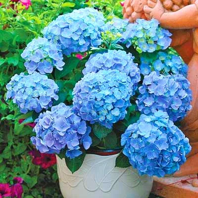 
Amazon Hot Selling Hydrangea Flower Plants Seeds Bonsai Plant for indoor garden Send Gift 