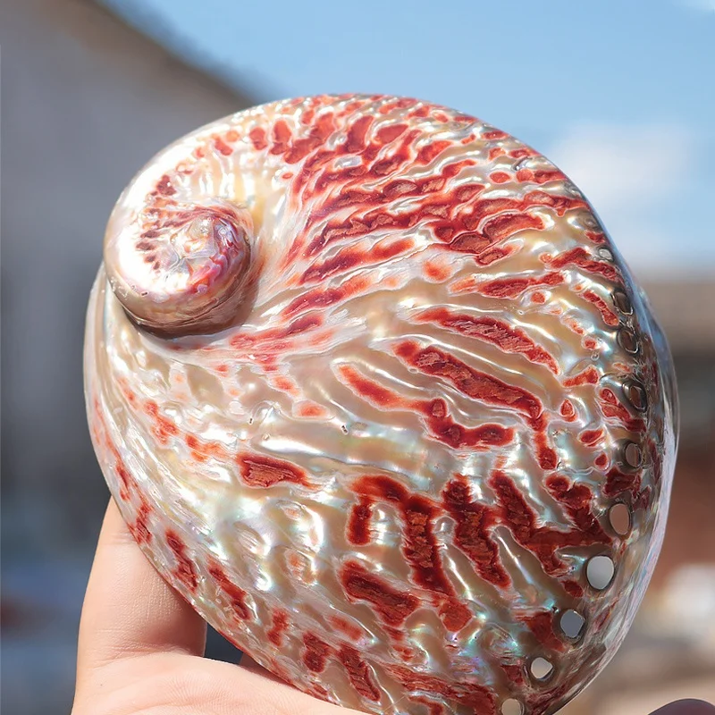10-13cm Polishing Red Abalone Shell Natural Shell&Conch Home Decoration Wedding Landscape Decoration Burning Sage Shell
