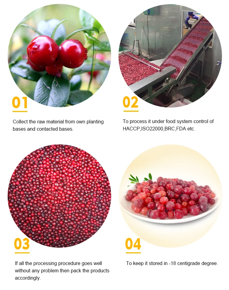 Hot Selling Economical Bulk IQF Frozen Lingonberry High Demand China Frozen Fruits