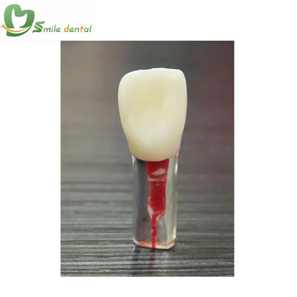 Endo canal dental practice teeth