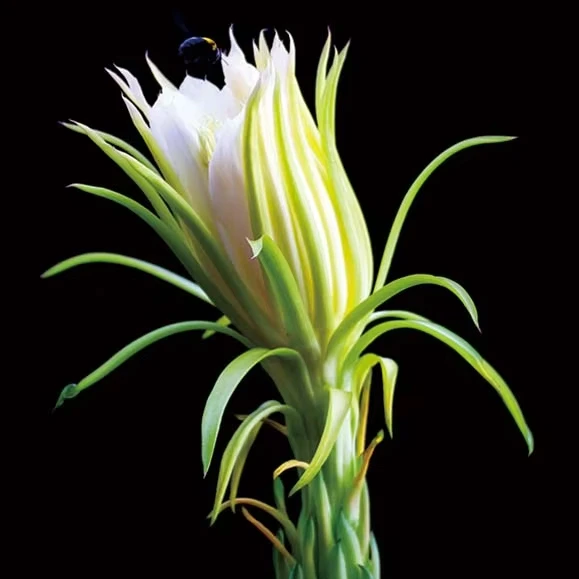 High-definition wall art printed canvas paintings of modern landscapes and flowers for home decoration