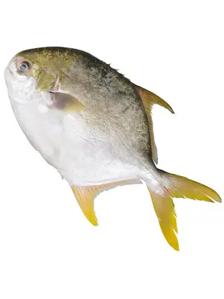 White Pomfret Golden Pomfret Good Quality Farming Fish FROZEN Water Preserved with 24 Months Shelf Life 10 Kg IQF Frozen