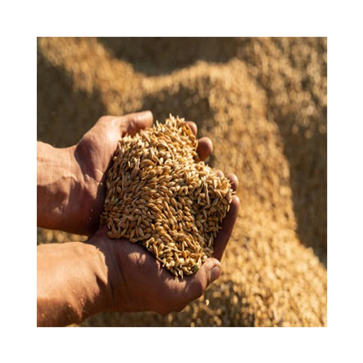 Factory Price Premium High Quality Barley Max Barley Grain Animal Feed Barley Seeds Grains