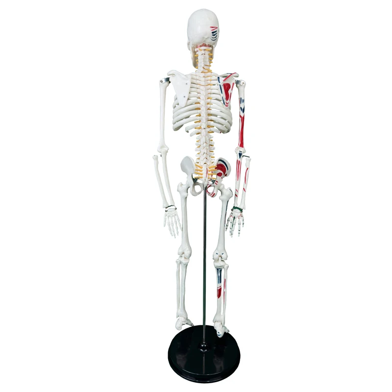 Anatomy Model High Quality 85CM Human Bone Skeleton With Neurovascular and Muscle Start End Points Teaching Resources