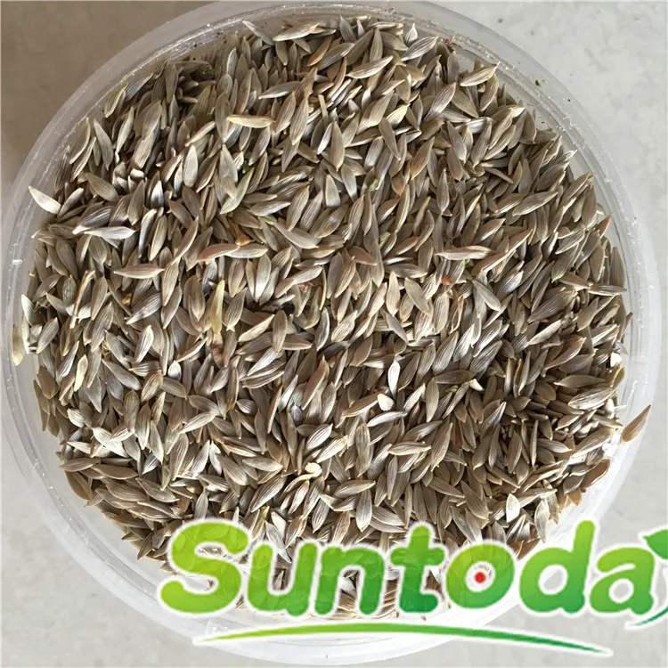 
Suntoday vegetable Organic leaf iceberg head lettuce seeds 1kg/bag 