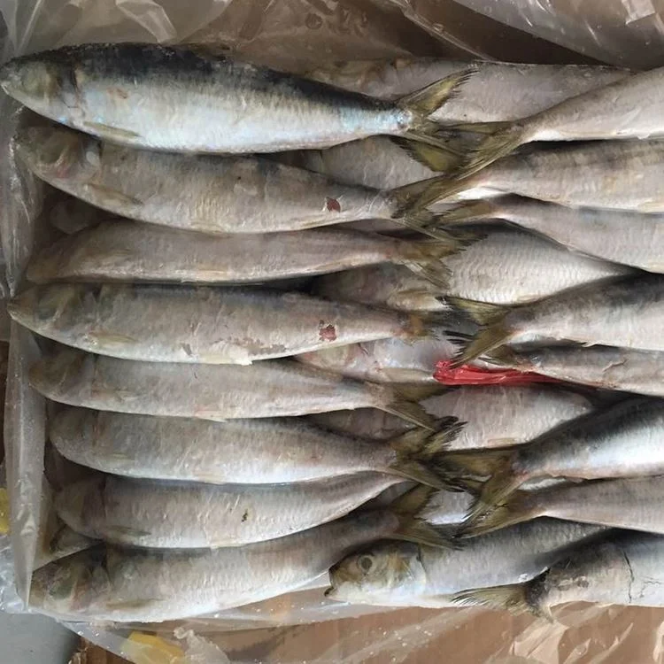 Frozen Sardine For Bait Wholesale Price