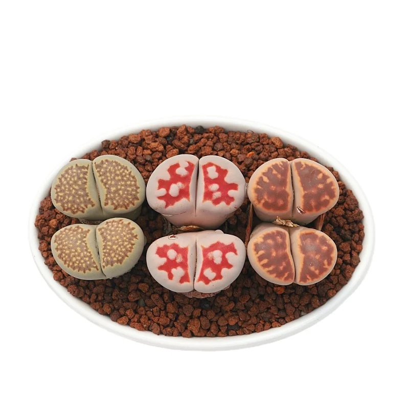 
Double headed wholesale cactus succulent plants living both sides stones Lithops 