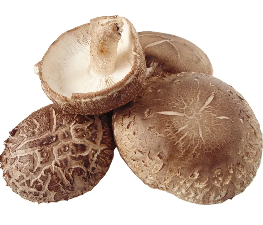IQF shiitake mushroom frozen shiitake mushroom whole quarters or slices healthy fresh for wholesale