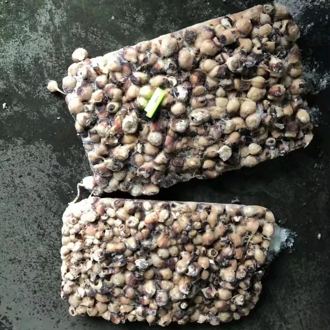 Замороженный кальмар клюв