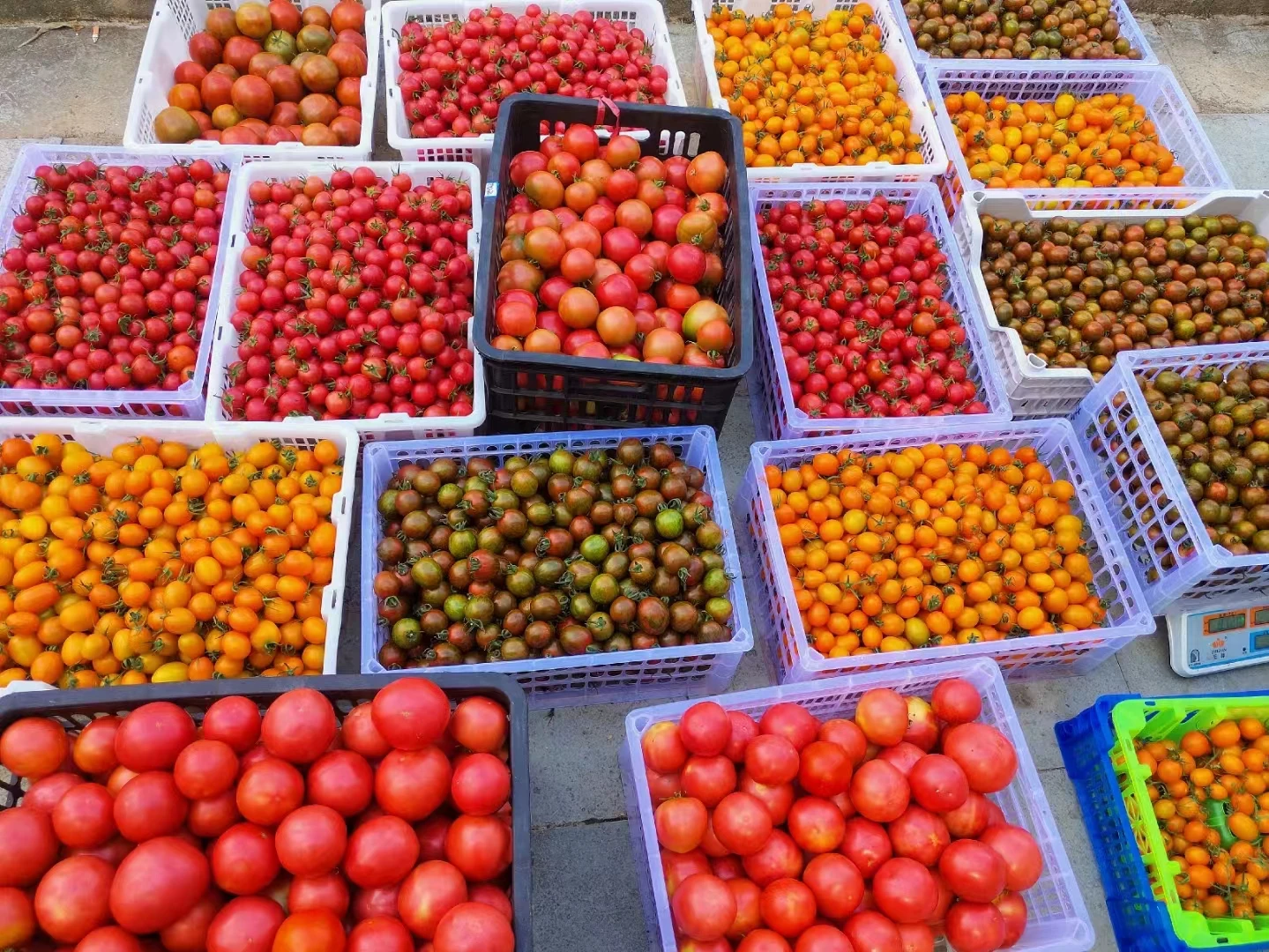 Greece HOT sell Fresh Tomato sweet  Natural red  Best quality wholesale thailand fresh tomatoes