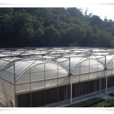 High Quality Tropical Multi Span Agriculture Greenhouse for Vegetable