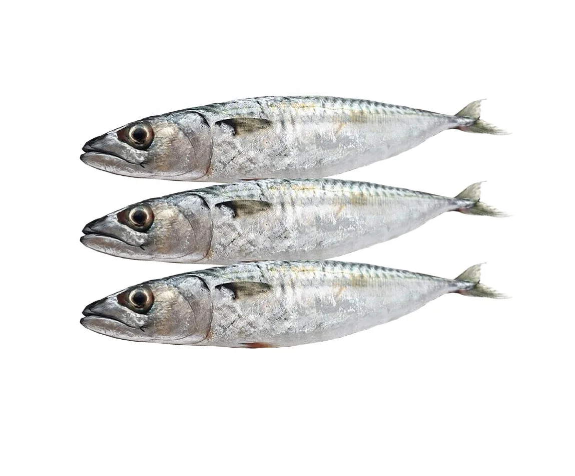 Морская ловля целой замороженной Тихоокеанской скумбрии