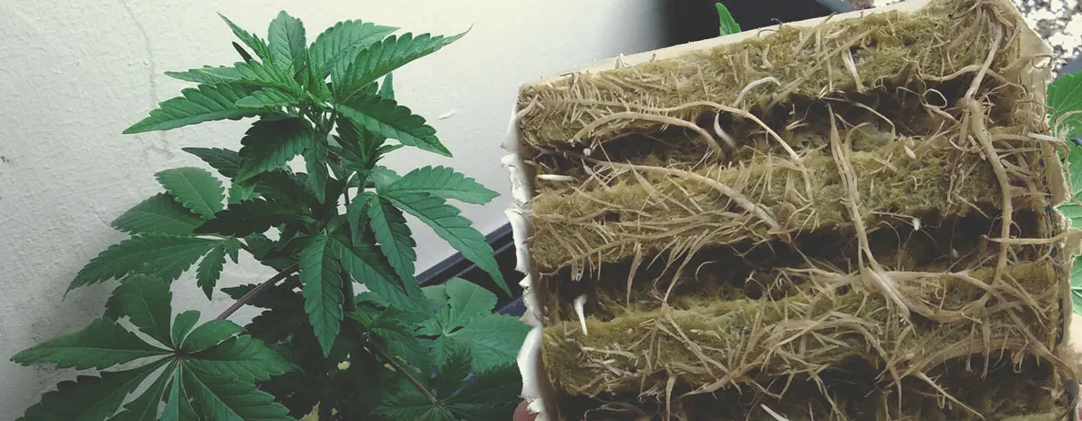 UPuper hemp growing soil hydroponic substrate grow block hugo 6x6 rock wool grow cubes