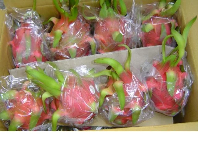 
Red/White flesh dragon fruit from Vietnam with great price, limited offer! 