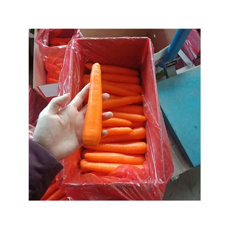 Свежая китайская морковка оптом