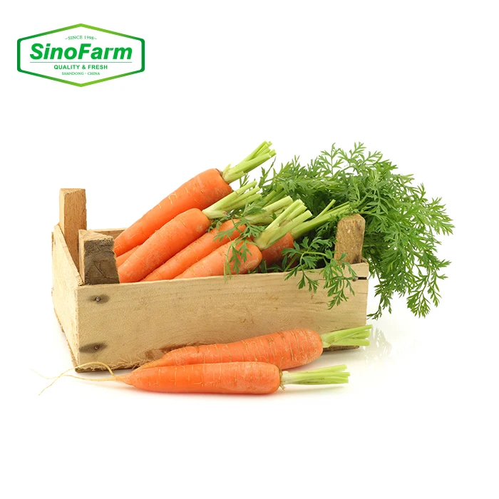 China Fresh Carrot Packed in Carton  Bulk Carrots Export Wholesale Price