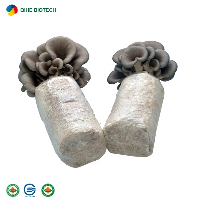 
2021 factory outlet grey oyster mushroom spawn /grow bag 