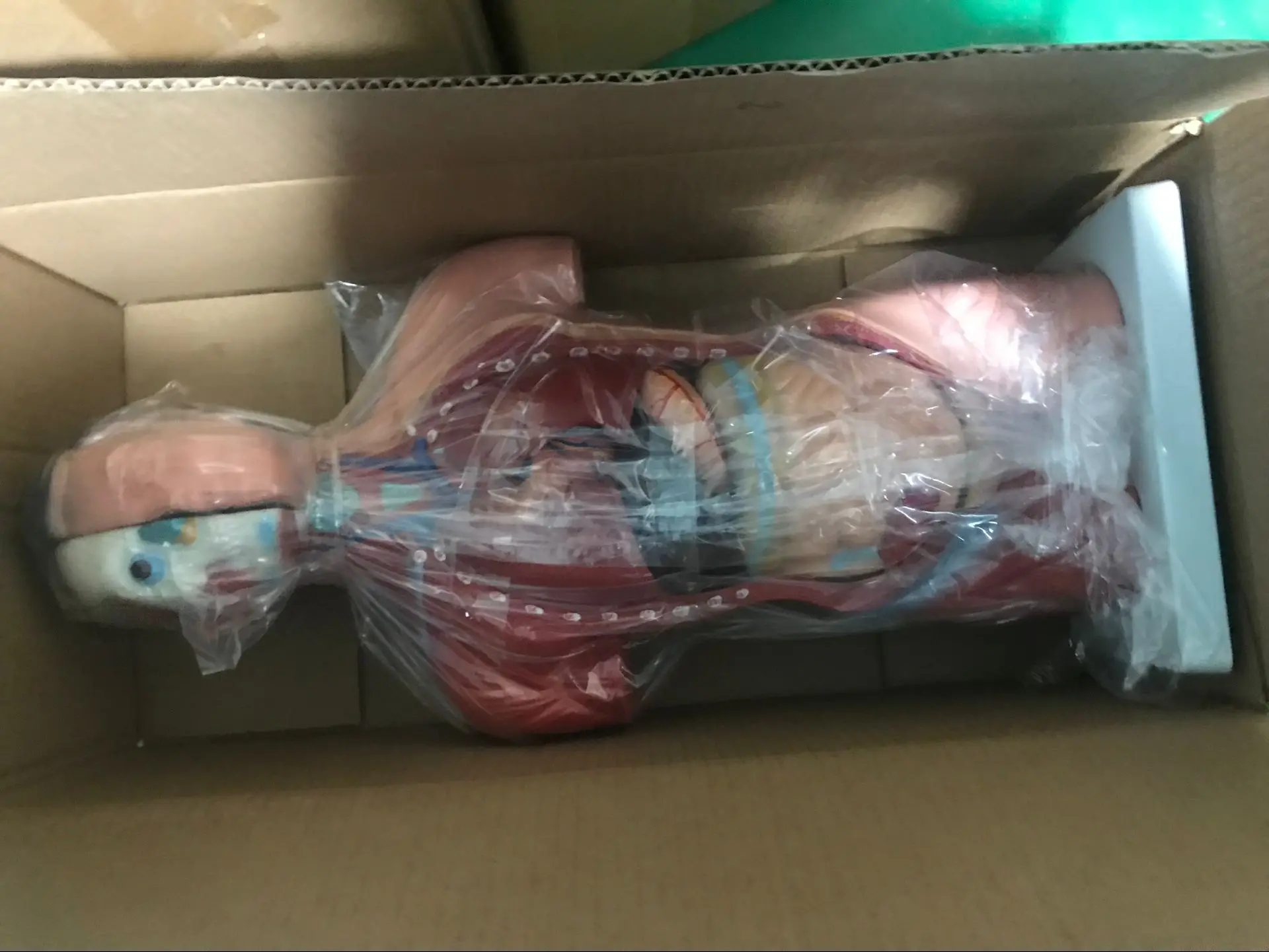 ADA-A1044 42cm/15pcs PVC Anatomical Female Torso Model Medical Science Model for Medical Schools and Hospitals
