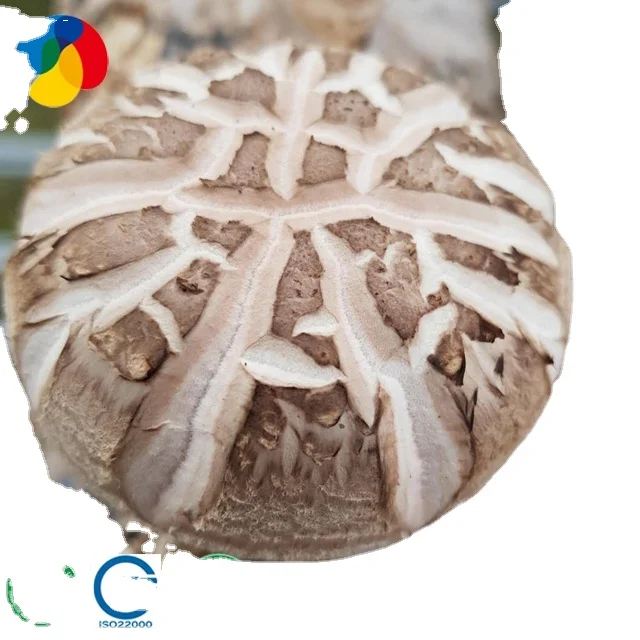 
champignon mushroom shiitake mushroom cultivation 