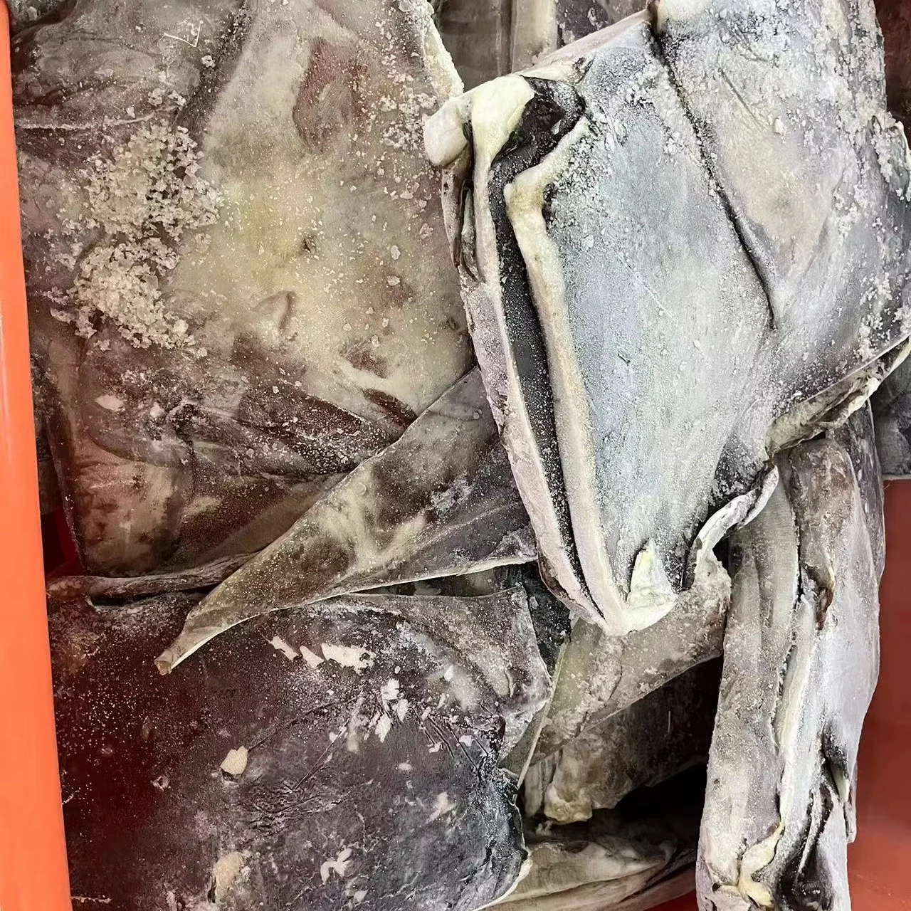 dosidicus gigas wings Peru Squid wings with skin Skin on Peru squid dosidicus gigas  wings With skin