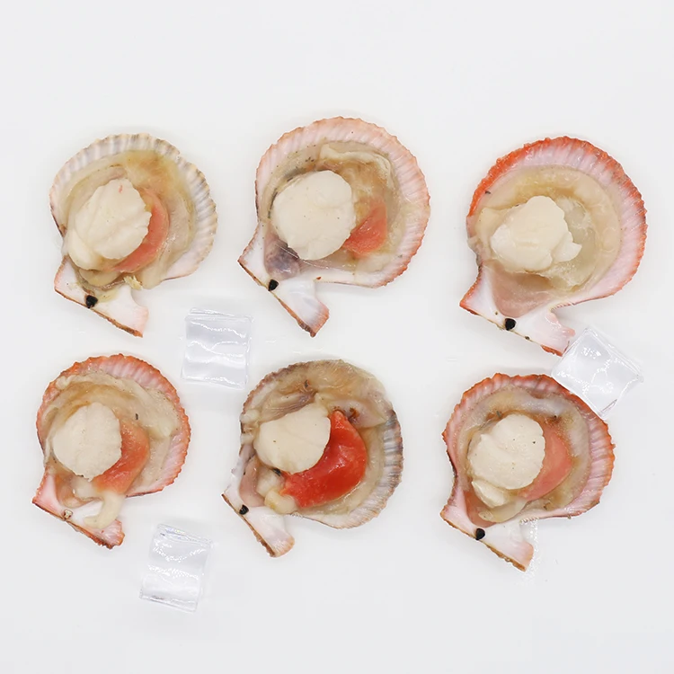 Вкусные морепродукты замороженный морской гребешок с половиной скорлупы
