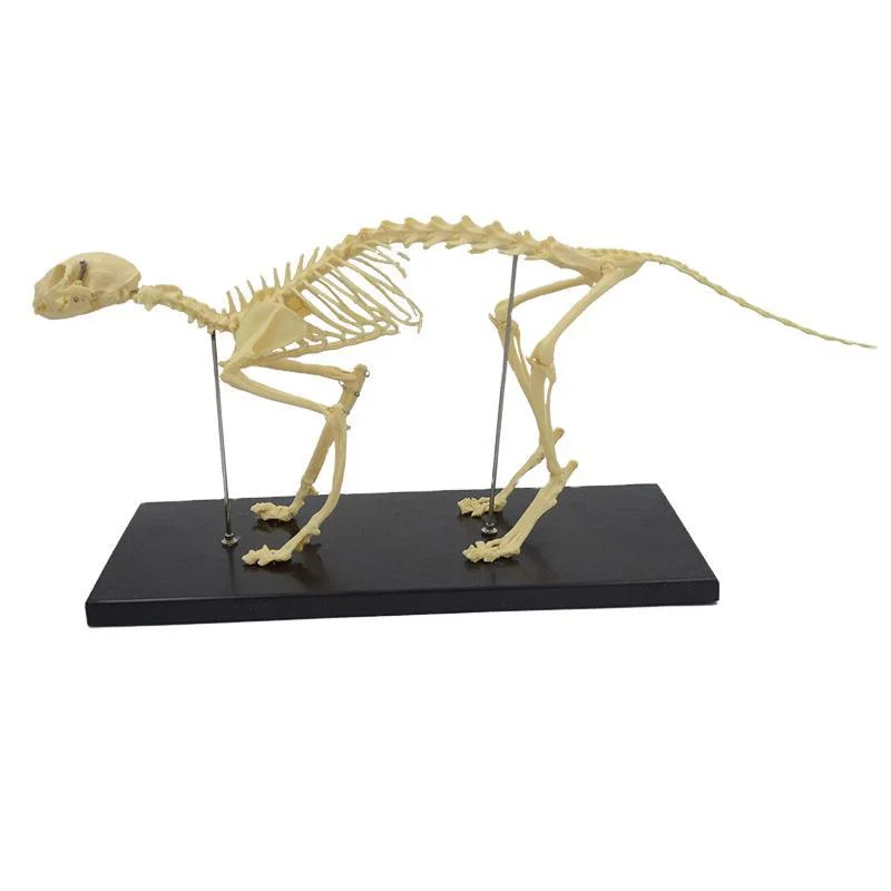 Feline Of Cat Animal Anatomy Medical Science To Studying Skeleton Model