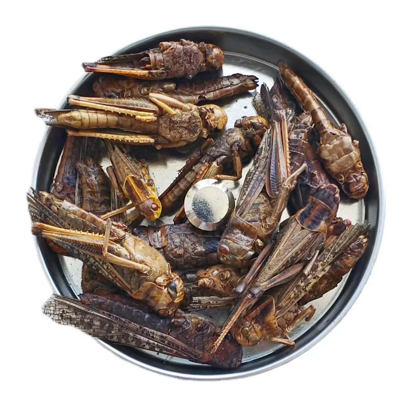 High protein pet food dried grasshopper
