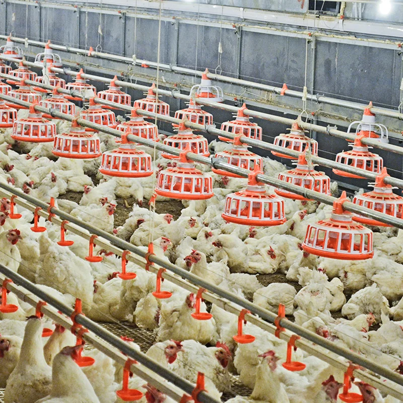Automatic Chicken Feeding Line for Broiler Farm Poultry Tunnel Ventilated Equipment Feed System Poultry Farm Design