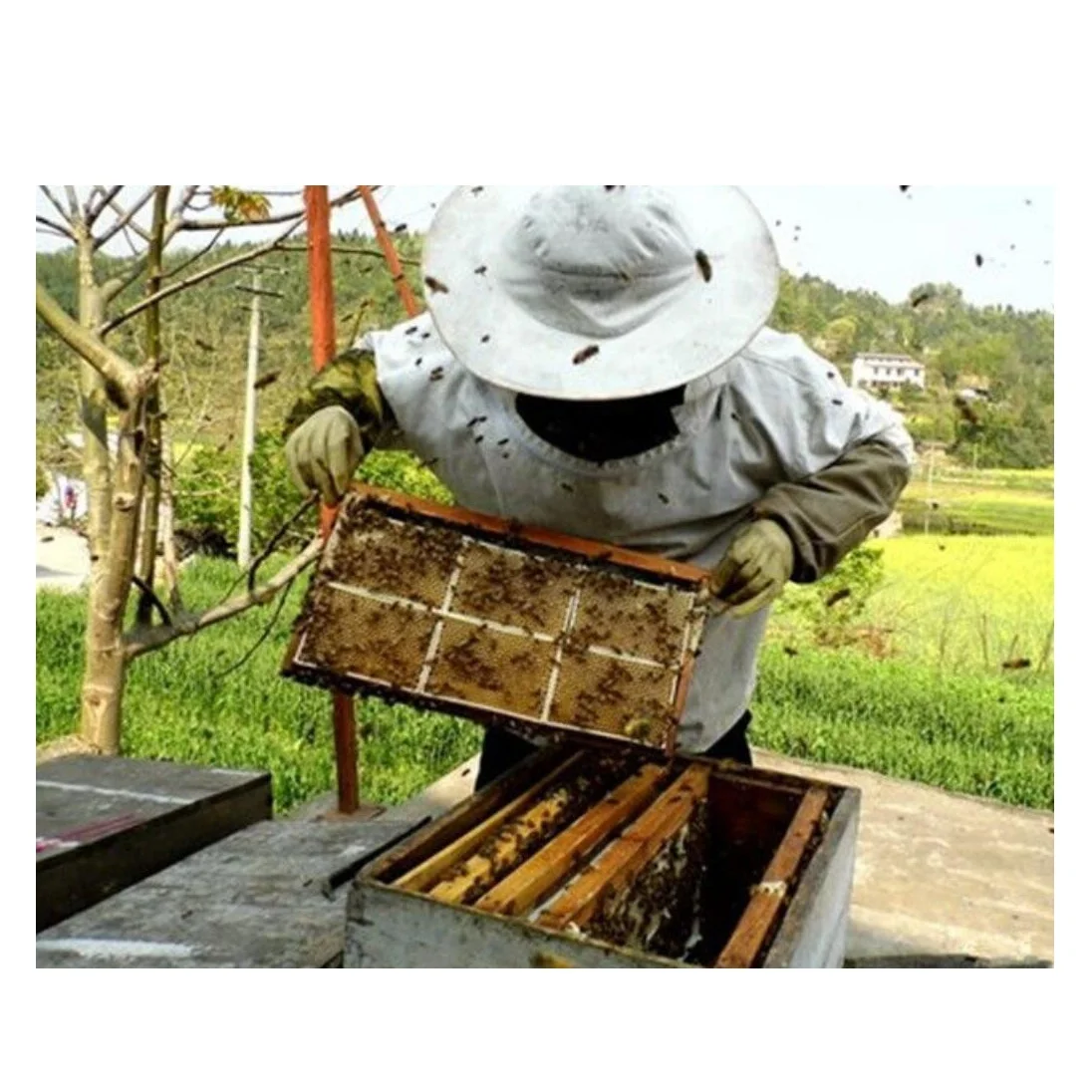 500g translucent plastic honey cassettes honey comb boxes for sale