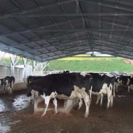 High quality and low price modern hot selling cowshed