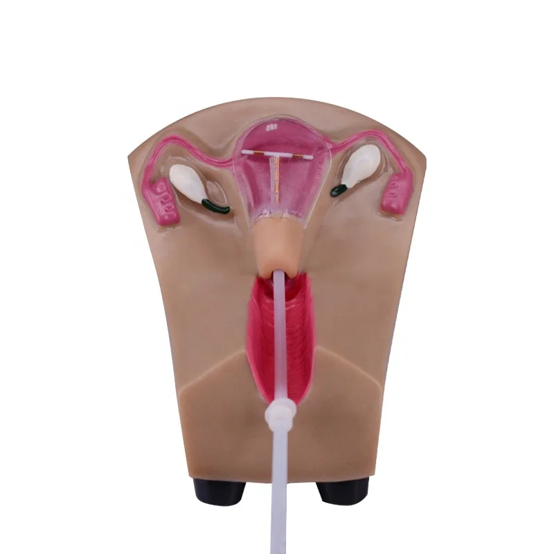 Женский ctraining ВМС симулятор передовые внутриматочное устройство Модель