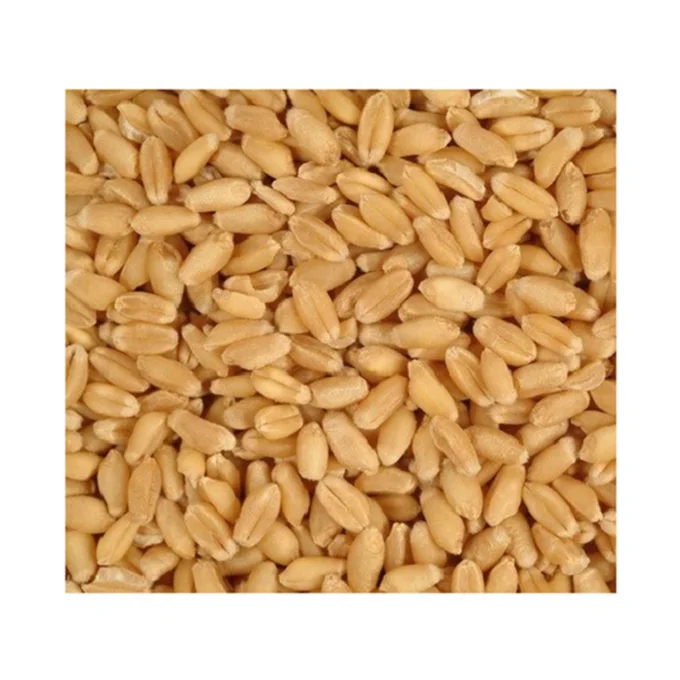 
COMMON Cultivation Type hard texture sell durum wheat for sale 
