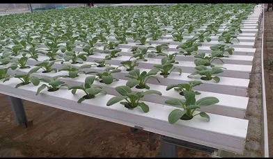
2inch Rockwool Hydroponic Agriculture Planting System Lifetime Graphic Design Online Technical Support 